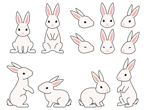 ilustraciones, imágenes clip art, dibujos animados e iconos de stock de conjunto de ilustraciones de conejo blanco con contorno - lagomorfos