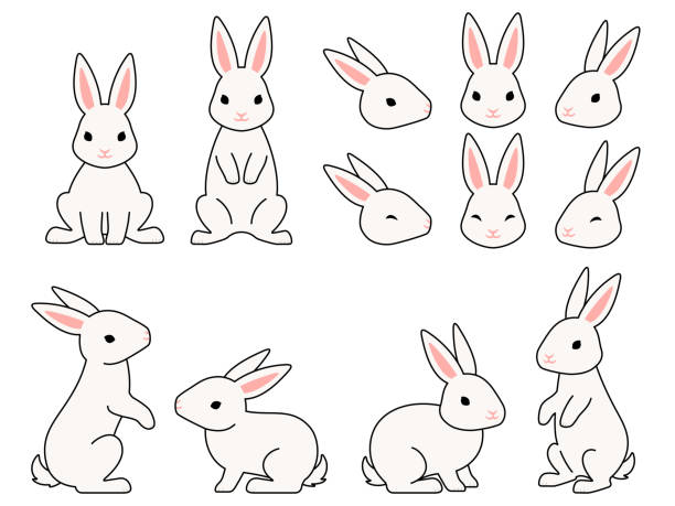 ilustrações, clipart, desenhos animados e ícones de conjunto de ilustração de coelho branco com contorno - beautiful happiness horizontal tilt