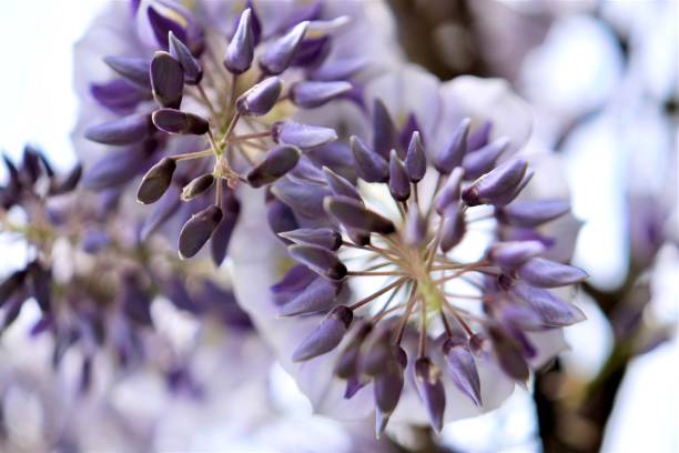 Purple Flowers Wisteria buds 7944 stock pictures, royalty-free photos & images