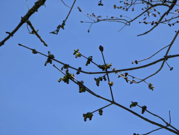 istock Male White Ash Flowers 1393474431