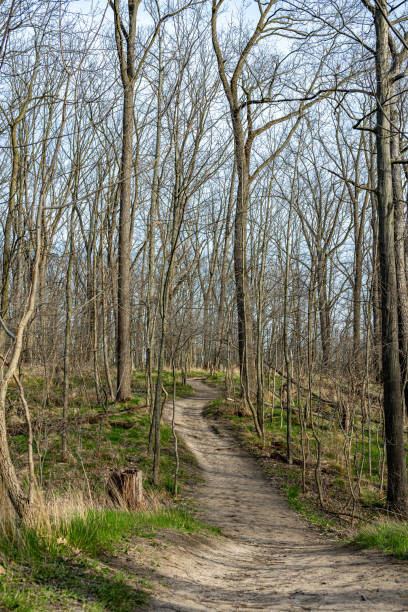 istock Forest old pathway through trees and green grass on a sunny day 1393474459