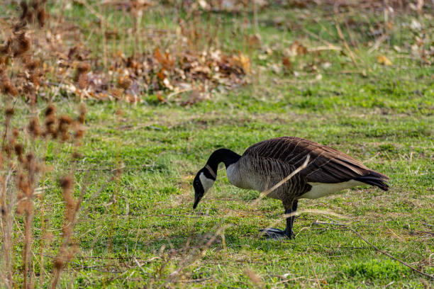 istock Goose eating grass and insects in a field 1393474625