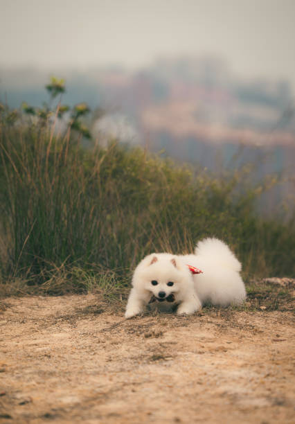 istock Cheeky puppy chewing on something she shouldn't 1393475449