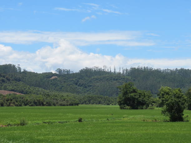 istock beautiful green nature landscape 1393480178
