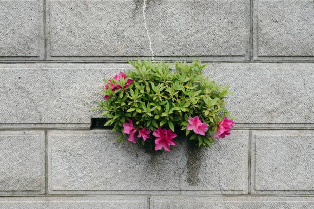 Azaleas blooming outside from the block wall