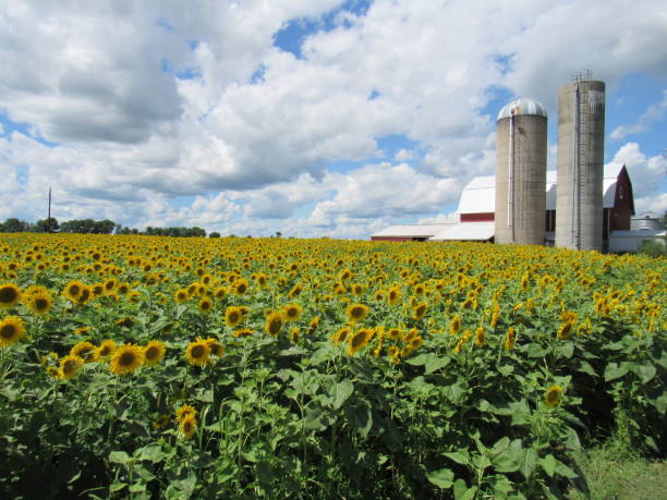 istock Sunflowers and Barn 1393482118