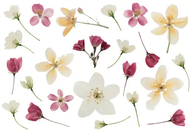 Photo of Pressed and dried delicate transparent flower apple tree, isolated on white background. For use in scrapbooking, pressed floristry or herbarium