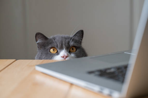 istock British Shorthair cat looking at laptop on desktop 1393483089