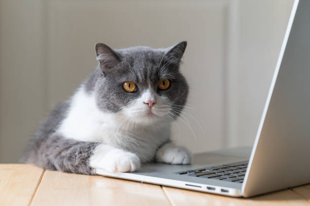 istock British Shorthair cat lying on the desktop using laptop 1393483095