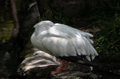 Sleeping white pelican