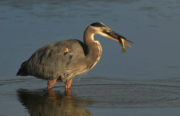 istock One Great Blue Heron standing in water with a fish in its beak or bill 1393484996
