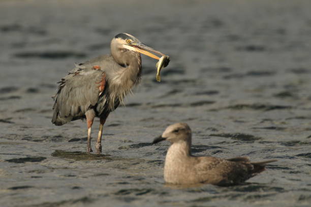 istock Great Blue Heron in water with a fish in its beak and a seagull 1393485015