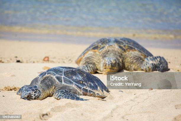 Hawaiian Green Sea Turtles On The Beach By The Resort A Protected hawaiian-green-sea-turtles-on-the-beach-by-the-resort-a-protected