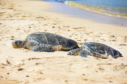 Two resting Hawaiian green sea turtles resting on the beach of Kauai, Hawaii. A protected species. resting on the sandy beach