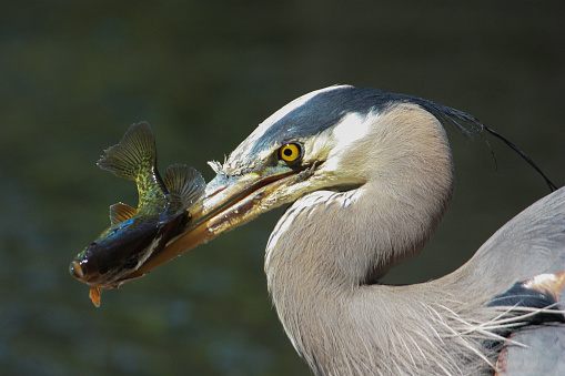 Side close up of a single Great Blue Heron (Ardea herodias) fishing and displaying a caught fish in its bill or beak. Taken in Victoria, BC, Canada.