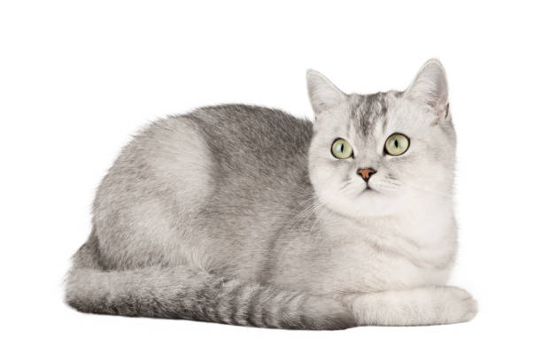istock gray cat with yellow eyes isolated 1393486124