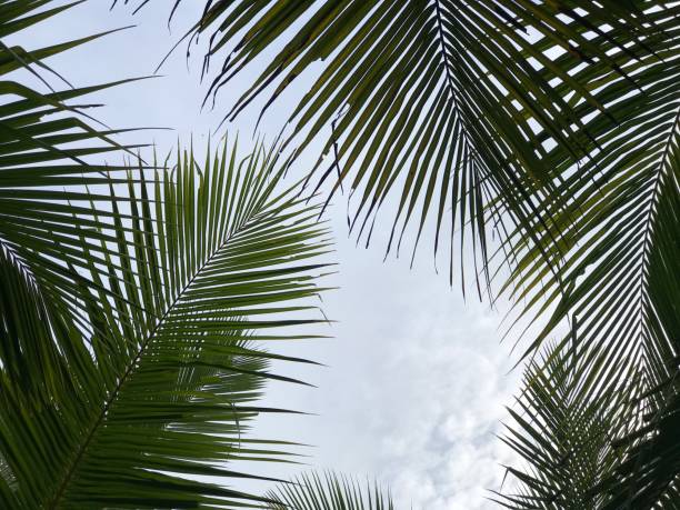 istock tropical palm leaf background, closeup coconut palm trees perspective view 1393489817