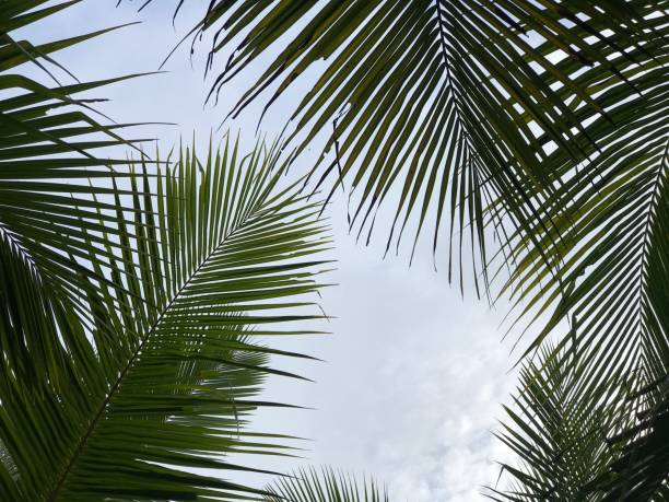 istock tropical palm leaf background, closeup coconut palm trees perspective view 1393489829