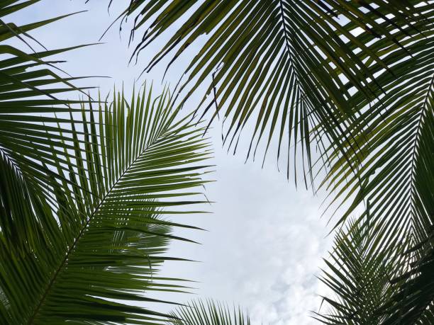 istock tropical palm leaf background, closeup coconut palm trees perspective view 1393489832