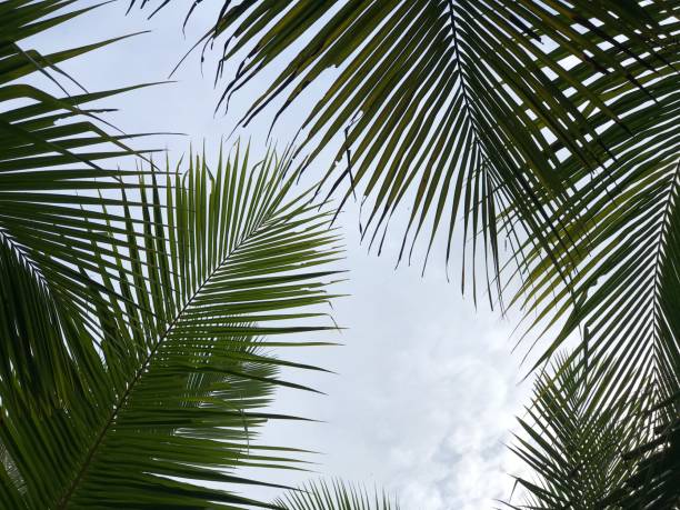 istock tropical palm leaf background, closeup coconut palm trees perspective view 1393489838