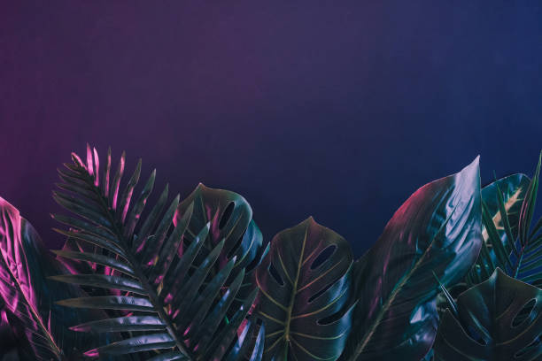 istock Dramatic lighting on leaves and fronds of tropical plants 1393489842