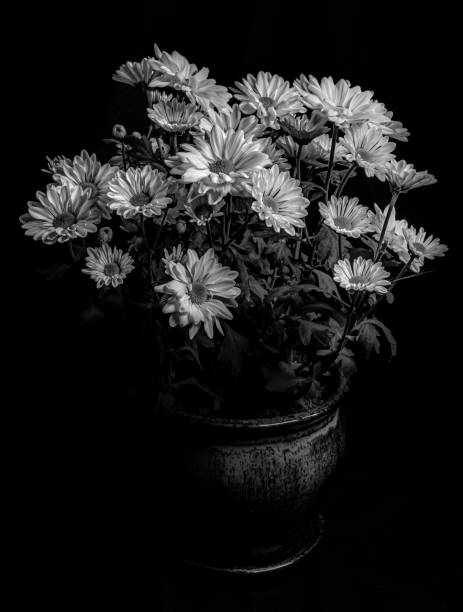 Black and White still life fine art photography, flowers in a pot  on a black background
