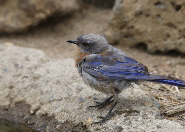 istock Western Bluebird (female) (sialia mexicana) drinking from a pool of water 1393491517