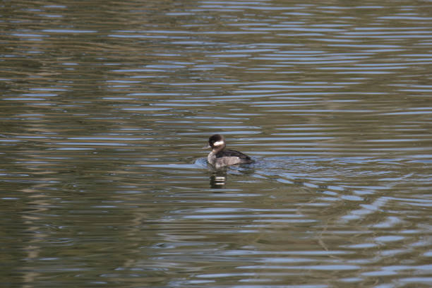 istock Bufflehead (female) (bucephala albeola) swimming in a pond 1393491527