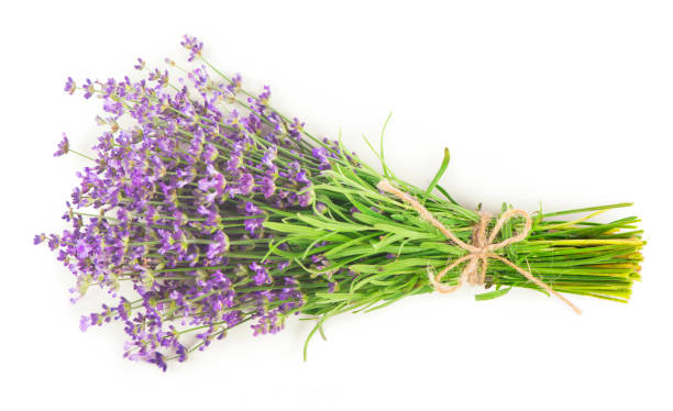istock Fresh Lavender flowers on a white background 1393491724