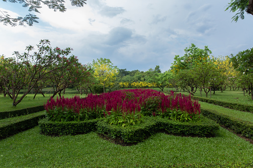 beautiful flower nature garden in Bangkok thailand