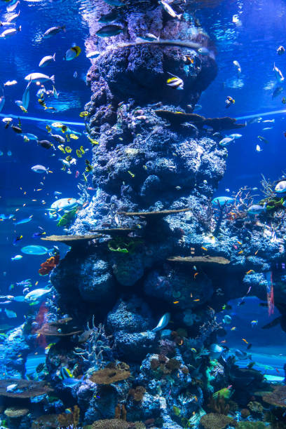 istock beautiful fish in the aquarium 1393493240