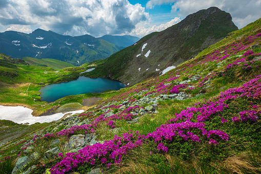 One of the most fantastic nature landscape at early summer. Picturesque view with lake Capra and blooming rhododendron flowers on the slopes, Fagaras mountains, Carpathians, Romania, Europe