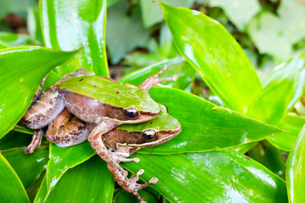istock Red-Eyed Amazon Tree Frog on Large Palm Leaf, Red-Eyed Amazon Tree FrogRed-Eyed Amazon Tree Frog, Agalychnis callidryas. 1393493764