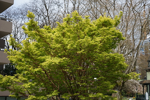 Vancouver, British Columbia; a collection of photos showing the vegetations in the Spring