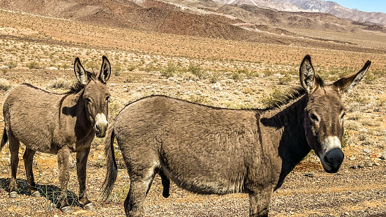 Wild donkeys roam the deserts of Death Valley. They were introduced in the 1800’s and over the years the population has multiplied to the point of ecological concern.  Organizations now remove and rehabilitate these donkeys to be adopted out.