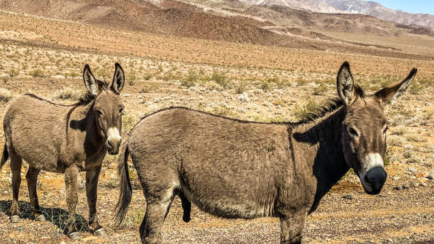 The wild donkeys  of Death Valley California Wild donkeys roam the deserts of Death Valley. They were introduced in the 1800’s and over the years the population has multiplied to the point of ecological concern.  Organizations now remove and rehabilitate these donkeys to be adopted out. donkey animal themes desert landscape stock pictures, royalty-free photos & images