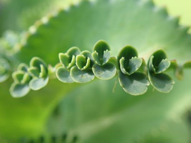 zbliżenie nowych pędów kaczki cocor (kalanchoe pinnata lub bryophyllum pinnatum) rosnących na brzegach liści, na rozmytym tle liści kaczki cocor - kalanchoe zdjęcia i obrazy z banku zdjęć