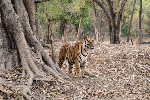 istock A wild tiger standing in the forest in India 1393496732