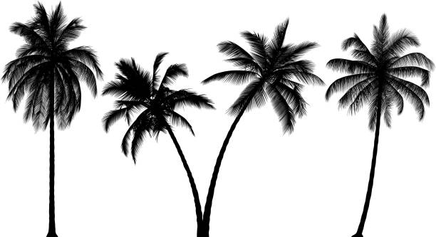 ilustraciones, imágenes clip art, dibujos animados e iconos de stock de siluetas de árbol de palma altamente detallados - palma