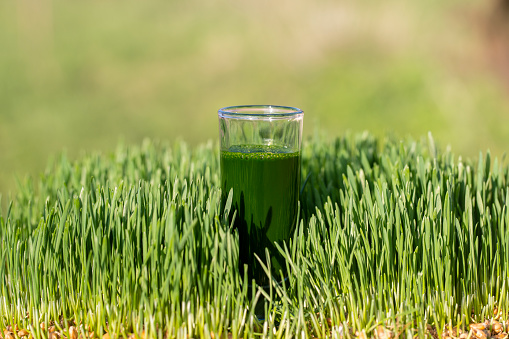 Healthy organic green detox juice from grass of green germinated wheat grains, close up. Green leaves of young wheat and wheatgrass juice