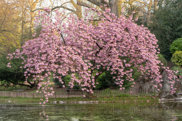 istock Japanese cherry tree is in the park next to the waterfall 1393498431