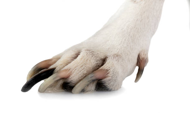 istock paw and nails of dog 1393499661