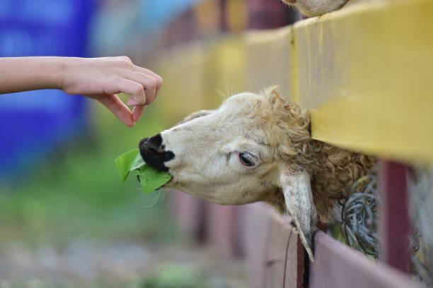 istock Sheep head off the fence to eat. 1393501304
