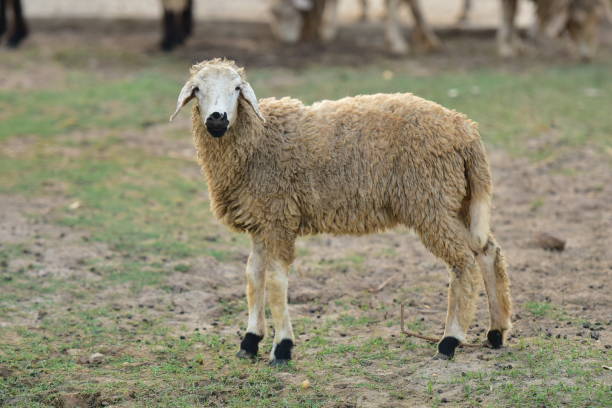 istock sheep on the grass in the corral. 1393501333
