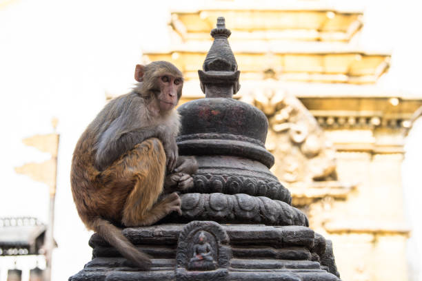 monos macacos rhesus en las antiguas estupas del templo swayambhunath. - swayambhunath fotografías e imágenes de stock