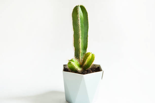 Funny cactus in the shape of a male penis. Potted house plants, home decor, care and cultivation stock photo