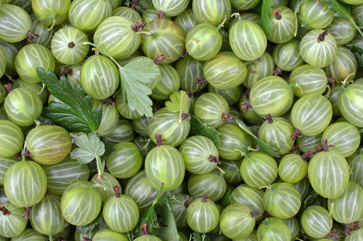 In a heap the harvest of gooseberries is collected