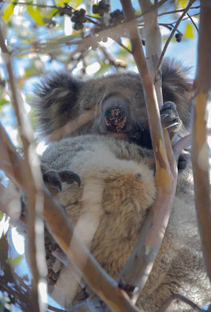 istock Sleeping koala sitting on a branch, close-up, focus on claws and nose 1393507187