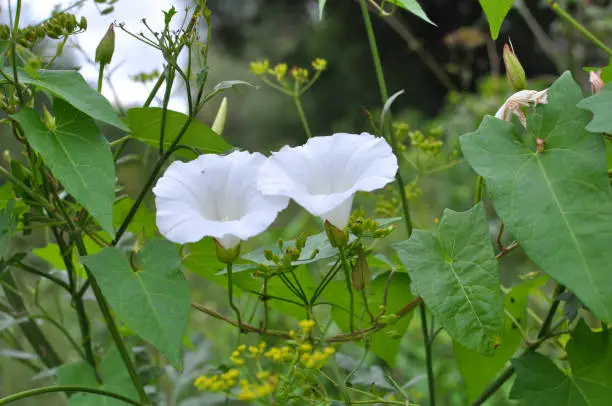 The plant bindweed Calystegia sepium grows in the wild