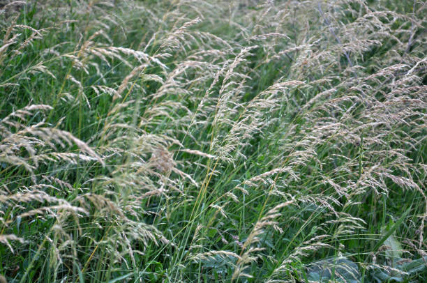 dans la prairie parmi les herbes pousse le ray-grass (arrhenatherum elatius). - provender photos et images de collection